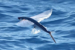 white-winged-fish