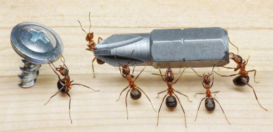 carpenter-ant-control-vancouver-bc