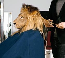 lioncut